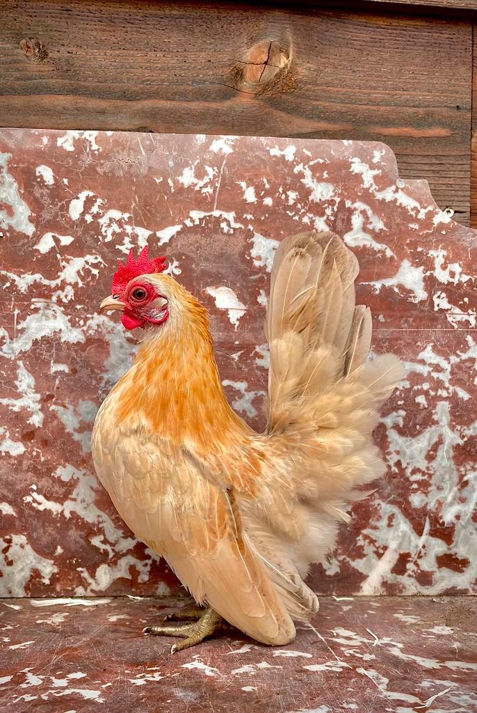 Serama hennen, Dieren en Toebehoren, Pluimvee, Kip, Vrouwelijk