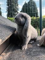 Prachtige Franse hangoren van 10 weken oud, Mannelijk, Groot, Hangoor, 0 tot 2 jaar