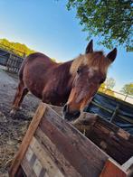 Lieve C-pony, Dieren en Toebehoren, Zadelmak, C pony (1.27m tot 1.37m), 11 jaar of ouder, Recreatiepony