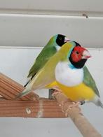 Zeer zelden muteert u de witte stuit Diamant de Goulds, Dieren en Toebehoren, Vogels | Overige Vogels