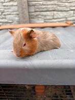 Lillac mannetje, Dieren en Toebehoren, Augustus, Mannelijk, Cavia