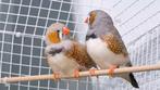 4 zebravinken, Dieren en Toebehoren, Vogels | Overige Vogels, Mannelijk