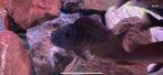 Tropheus sp. 'murago tanzania' Wampembe, Vis, Zoetwatervis, Schoolvis