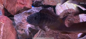 Tropheus sp. 'murago tanzania' Wampembe beschikbaar voor biedingen