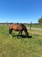 Lief weidemaatje te koop, Dieren en Toebehoren, Paarden, Merrie, Gechipt, Niet van toepassing, 160 tot 165 cm