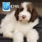 Lieve Lagotto Romagnolo zoeken een warm thuis, Dieren en Toebehoren, Honden | Retrievers, Spaniëls en Waterhonden, 15 weken tot 1 jaar