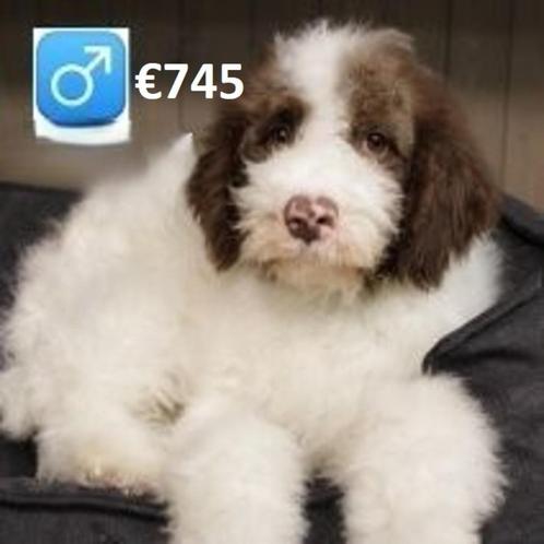 Lieve Lagotto Romagnolo zoeken een warm thuis, Dieren en Toebehoren, Honden | Retrievers, Spaniëls en Waterhonden, Meerdere dieren