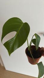 Monstera green kamerplant, Huis en Inrichting, Kamerplanten, Ophalen of Verzenden