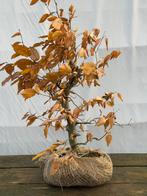 Bondai starter, haagbeuk met kluit, Ophalen of Verzenden, Zo goed als nieuw