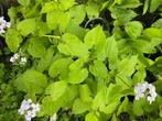 Lunaria rediviva, Vaste plant, Lente, Ophalen, Volle zon