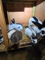 Reuze vlinders, Dieren en Toebehoren, Konijnen