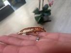 wimper gekko lilly white red, Animaux & Accessoires, Reptiles & Amphibiens