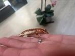 wimper gekko lilly white red, Dieren en Toebehoren, Reptielen en Amfibieën