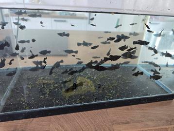 Aquarium vissen gratis, Ophalen of Verzenden