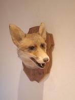 Taxidermie opgezette vossenkop, Collections, Collections Animaux, Enlèvement ou Envoi, Utilisé, Animal sauvage, Bois ou Tête