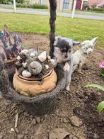Chihuahua reutje, Dieren en Toebehoren, Honden | Chihuahua's en Gezelschapshonden, België, Reu, CDV (hondenziekte), 8 tot 15 weken