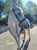 Zwart hoofdstel met glitter frontriem, Dieren en Toebehoren, Paarden en Pony's | Hoofdstellen en Tuigage, Ophalen of Verzenden