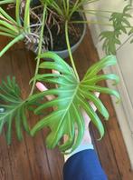 Grote Plant Te Koop, Tuin en Terras, Planten | Tuinplanten, Ophalen