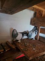 Zeer mooie Takla Duiven 1 koppel 50 Euro, Dieren en Toebehoren, Vogels | Duiven