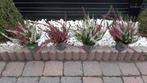 Drie kleurige heideplantjes, Tuin en Terras, Planten | Tuinplanten, Ophalen, Vaste plant
