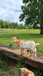 Gecastreerde bok, Dieren en Toebehoren, Schapen, Geiten en Varkens