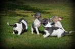 Jack Russel pups blauw lilac, Dieren en Toebehoren, België, Jack Russell Terriër, Reu, CDV (hondenziekte)