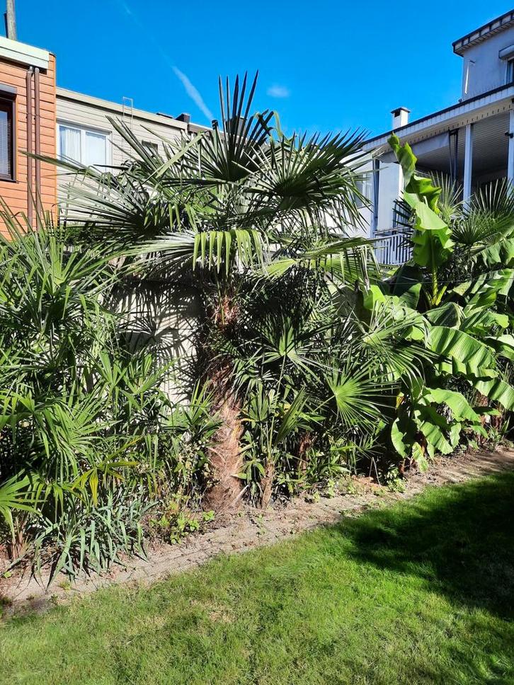 Wondermooie Trachy Carpus Fortunei palmboom hoogte +/- 350, Tuin en Terras, Planten | Tuinplanten, Ophalen