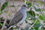 Te koop Diamandduifjes, Dieren en Toebehoren, Vogels | Overige Vogels