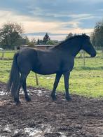 Friese  merrie met stamboom Nane 492 x Odette Fan De Marwei, Dieren en Toebehoren, Merrie, Met stamboom, Zadelmak, 7 tot 10 jaar