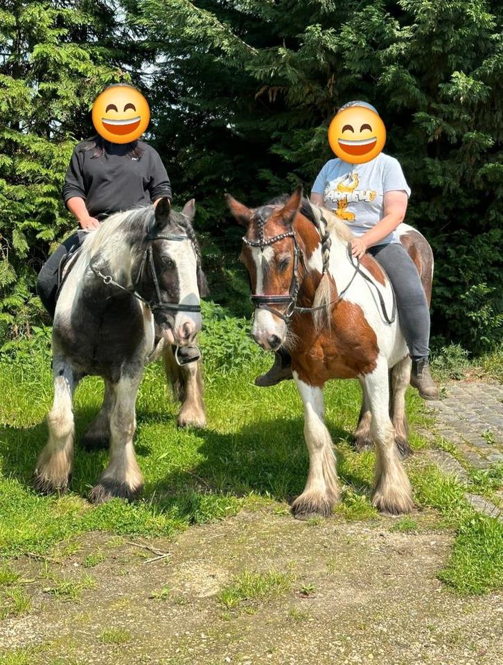 2 knappe , knuffelige , kindvriendelijk , bomproof tinkers, Dieren en Toebehoren, Paarden, Merrie