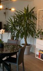 Yucca plant, Tuin en Terras, Ophalen