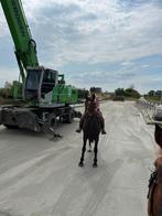 Stamboek merrie, Dieren en Toebehoren, Merrie, Springpaard, B, Gechipt