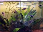Jeunes platys pour aquarium communautaire à donner, Ophalen, Zo goed als nieuw