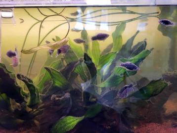 Jeunes platys pour aquarium communautaire à donner beschikbaar voor biedingen