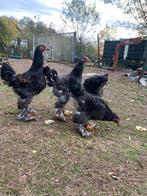 Te koop Brahma groothoender Zilverkwartel, Parelgrijs,Isabel, Dieren en Toebehoren, Pluimvee, Kip