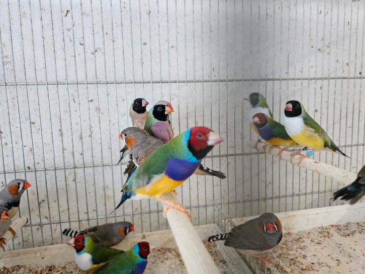 Gouldamadine 2024 - 2025 - Winkel en Webshop, Dieren en Toebehoren, Vogels | Overige Vogels