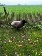 Ouessant ooi, Dieren en Toebehoren