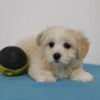 Havanezer pups te koop (Belgisch), België, CDV (hondenziekte), 8 tot 15 weken, Meerdere