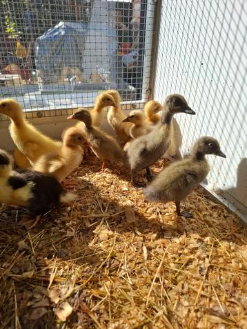 Loopeenden, Sexe inconnu, Canard