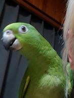 Handtamme Geelvoorhoofd amazone, Dieren en Toebehoren, Mannelijk, Papegaai, Pratend