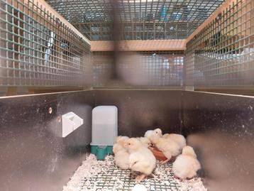 GRATIS: 2 Poule de Bresse-kuikens bij... beschikbaar voor biedingen