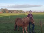 Shetlander tuig gezocht, Hobby en Vrije tijd, Overige Hobby en Vrije tijd, Ophalen of Verzenden, Gebruikt