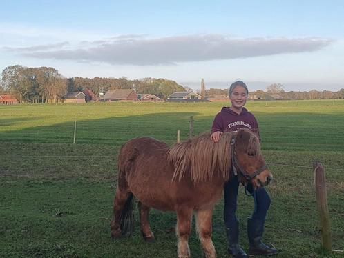 Shetlander tuig gezocht, Hobby en Vrije tijd, Overige Hobby en Vrije tijd, Gebruikt, Ophalen of Verzenden