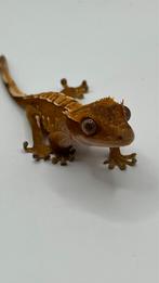 Gecko a crete, Dieren en Toebehoren, Reptielen en Amfibieën