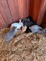 Jonge dwerg konijntjes, mogen het nest direct verlaten, Animaux & Accessoires, Lapins, Plusieurs animaux, Nain, 0 à 2 ans