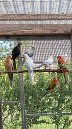 Zwarte opaline rosella