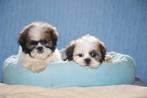 Shih Tzu tricolor puppy, teefje, eigen kweek, Dieren en Toebehoren, België, Overige rassen, CDV (hondenziekte), 8 tot 15 weken