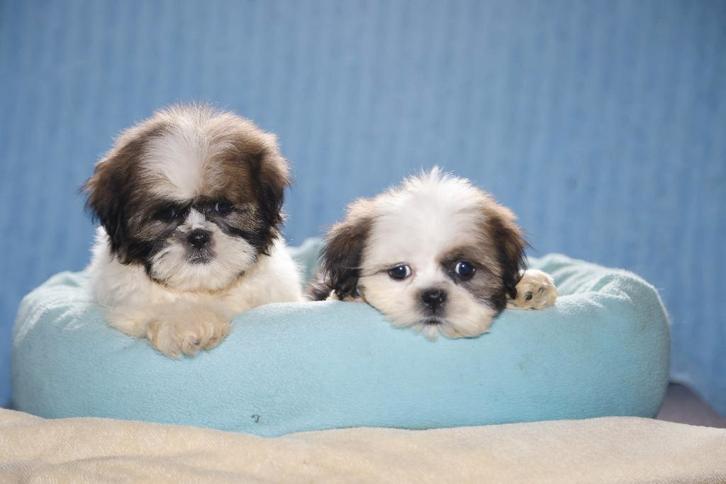 Shih Tzu tricolor puppy, teefje, eigen kweek, Dieren en Toebehoren, Honden | Chihuahua's en Gezelschapshonden, Teef, Overige rassen