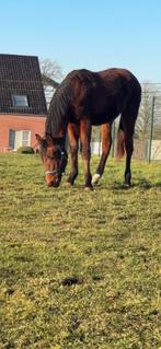 twee jarige dressuur hengst, Dieren en Toebehoren, Minder dan 160 cm, Gechipt, Dressuurpaard, 0 tot 2 jaar