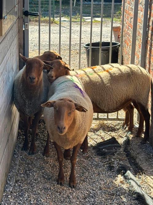 Volwassen Ardense Voskop ooien, Dieren en Toebehoren, Schapen, Geiten en Varkens, Schaap, Vrouwelijk